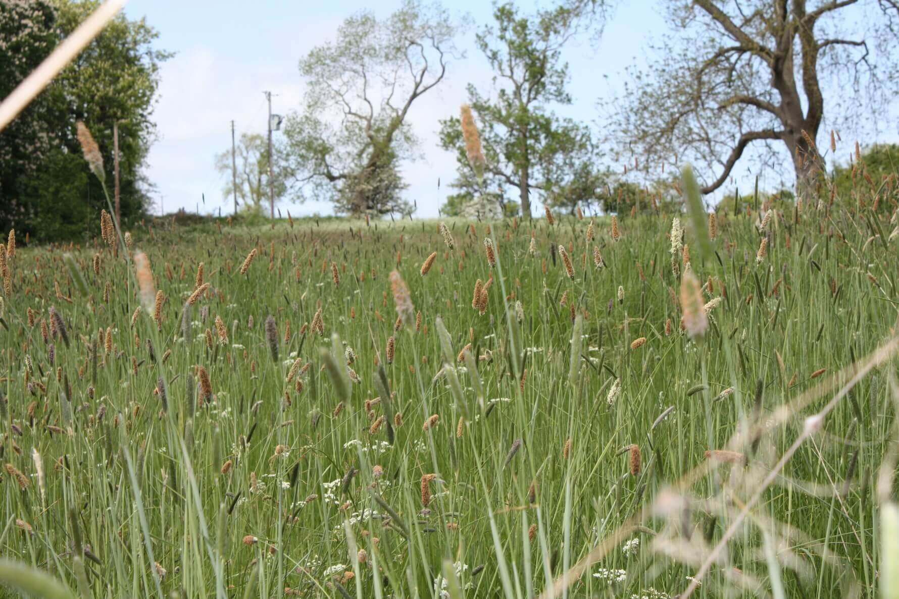 glebe retreat grass