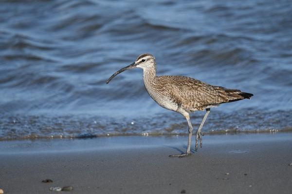 long billed curlew 7924988 640